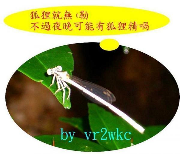 沙羅洞